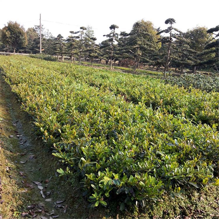 中華蚊母價格  50-60公分中華蚊母球  中華蚊母基地發(fā)貨 天誠苗圃