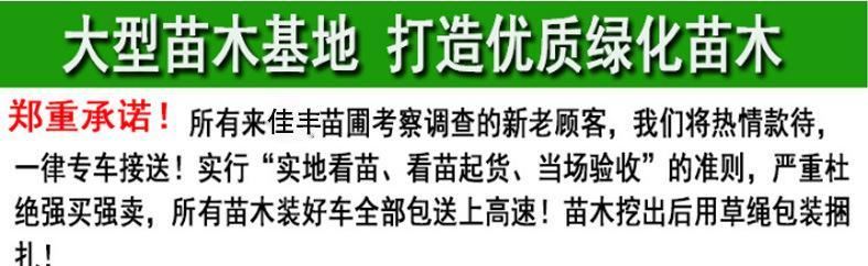 【基地直銷】供應(yīng)批發(fā)紫薇樹 百日紅紫薇新品種綠化苗木基地示例圖1