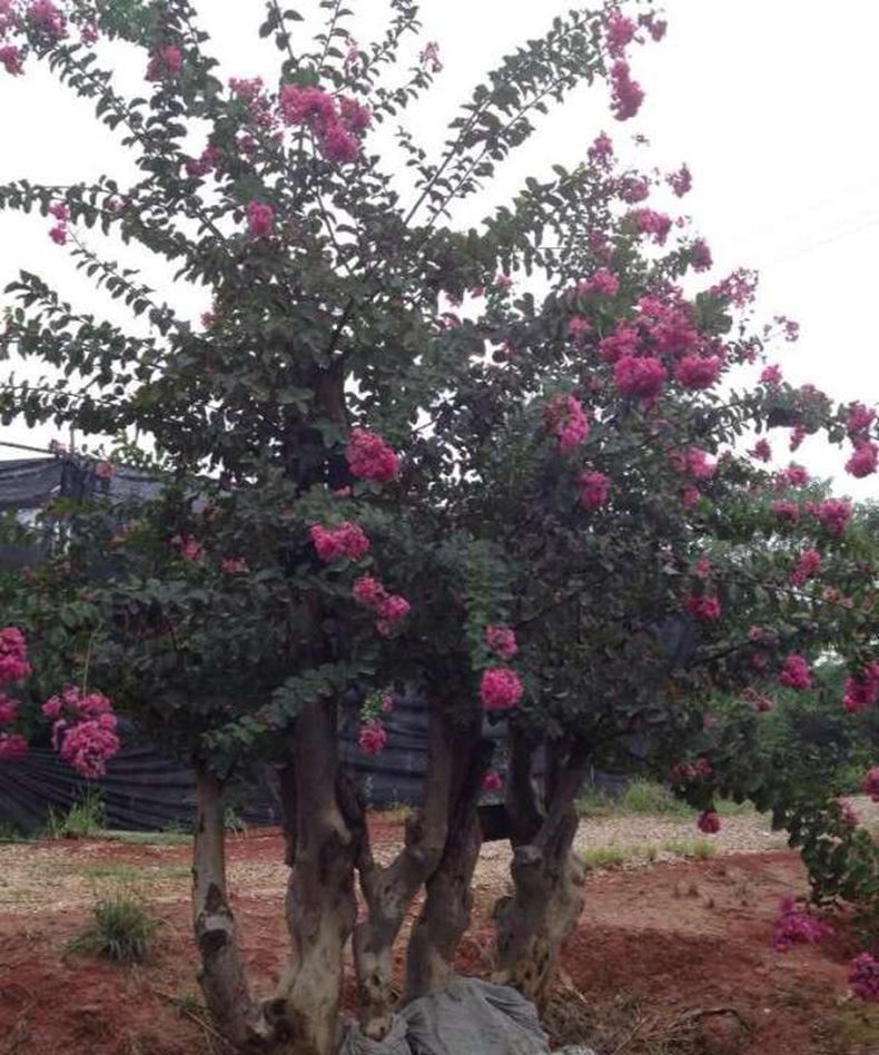 【基地直銷】供應(yīng)批發(fā)紫薇樹 百日紅紫薇新品種綠化苗木基地示例圖2