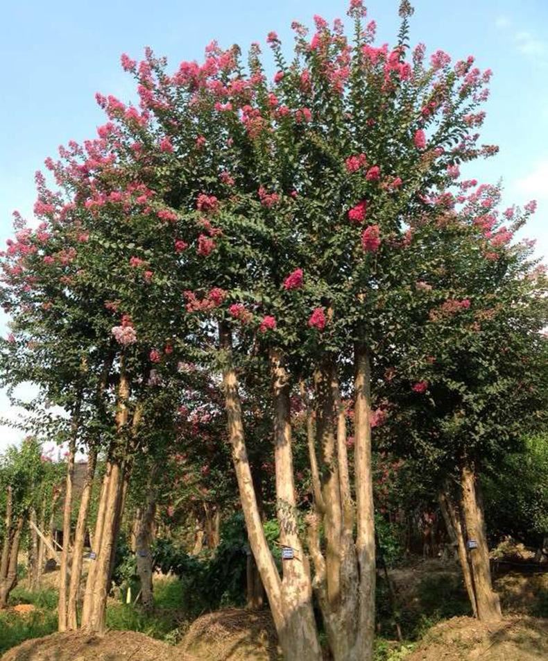 【基地直銷】供應(yīng)批發(fā)紫薇樹 百日紅紫薇新品種綠化苗木基地示例圖8