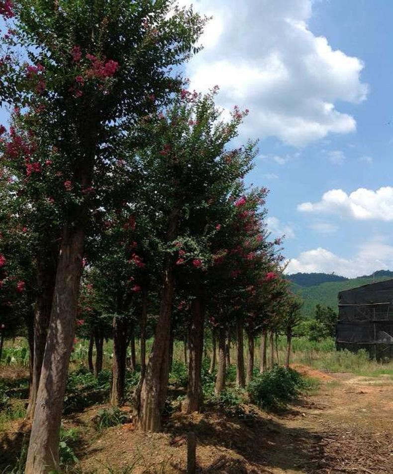 【基地直銷】供應(yīng)批發(fā)紫薇樹 百日紅紫薇新品種綠化苗木基地示例圖14