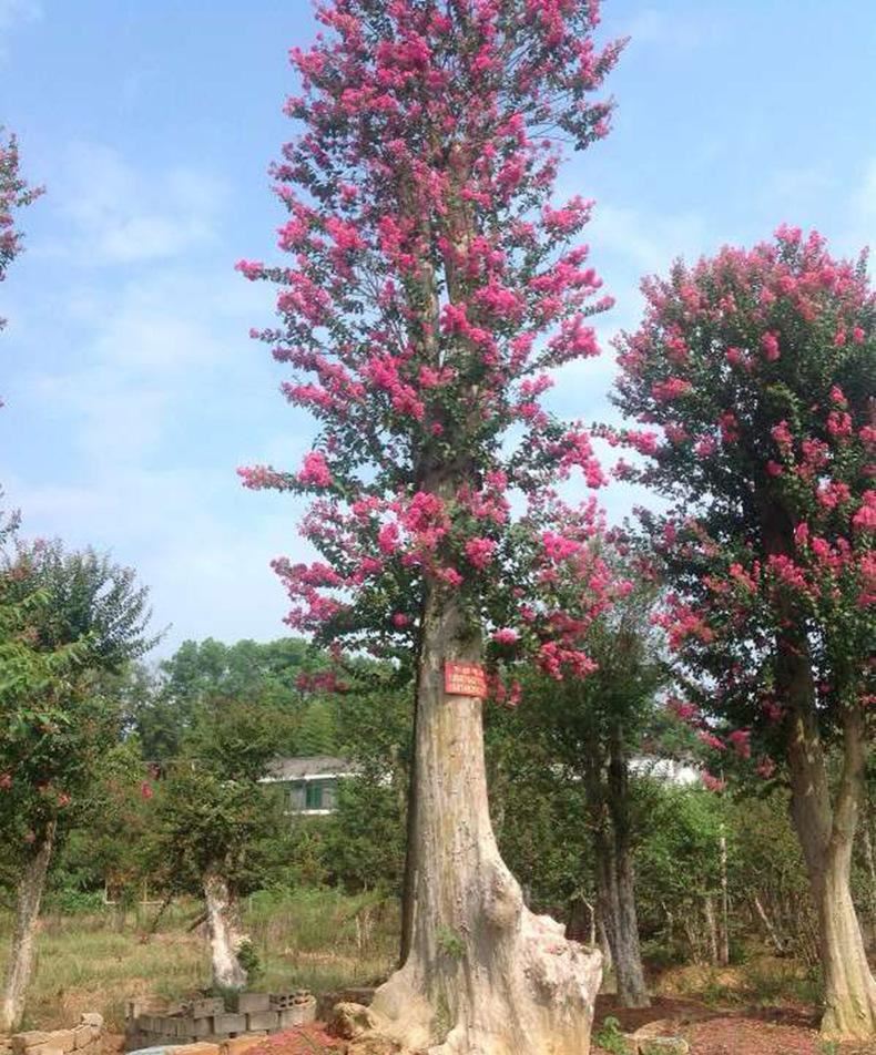 【基地直銷】供應(yīng)批發(fā)紫薇樹 百日紅紫薇新品種綠化苗木基地示例圖16