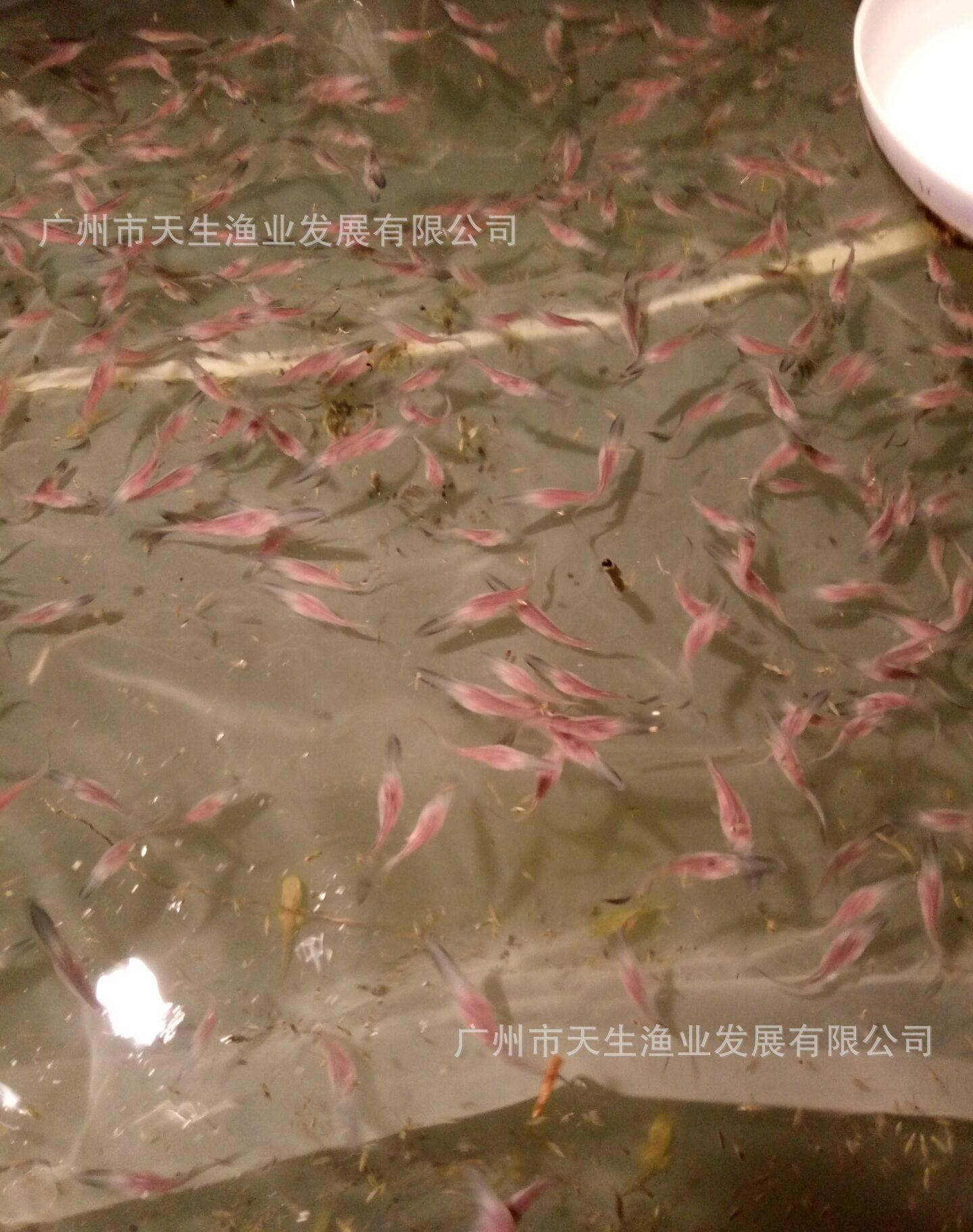 鴨嘴魚，鴨嘴魚苗，魚苗批發(fā)示例圖2