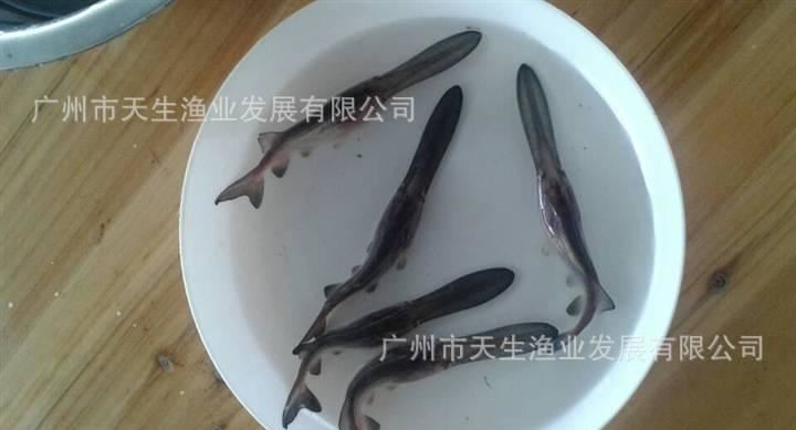 鴨嘴魚，鴨嘴魚苗，魚苗批發(fā)示例圖7