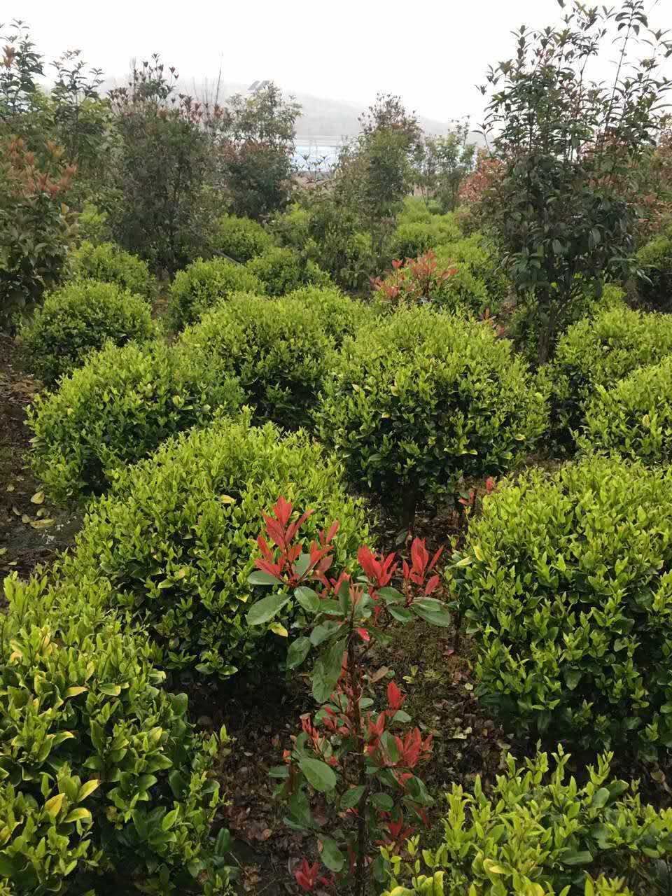 基地直銷(xiāo)批發(fā)茶花樹(shù)茶花球常綠灌木 規(guī)格 地栽示例圖3