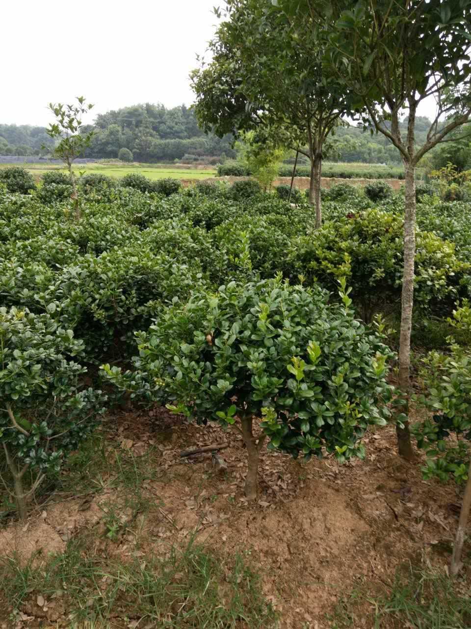 基地直銷(xiāo)批發(fā)茶花樹(shù)茶花球常綠灌木 規(guī)格 地栽示例圖4