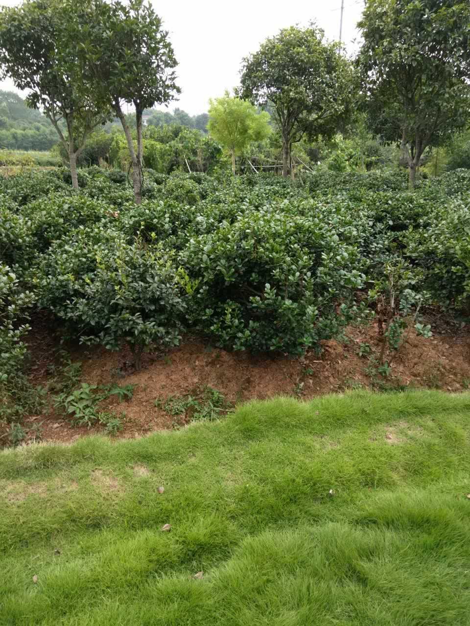 基地直銷(xiāo)批發(fā)茶花樹(shù)茶花球常綠灌木 規(guī)格 地栽示例圖5