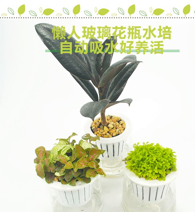 基地直供 室內綠植盆栽 水培盆玻璃瓶黑金剛金絲雀網紋草一件代發示例圖1