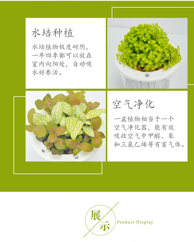 基地直供 室內綠植盆栽 水培盆玻璃瓶黑金剛金絲雀網紋草一件代發示例圖2