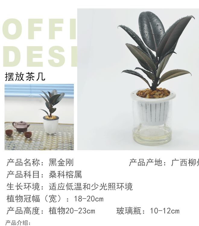 基地直供 室內綠植盆栽 水培盆玻璃瓶黑金剛金絲雀網紋草一件代發示例圖3