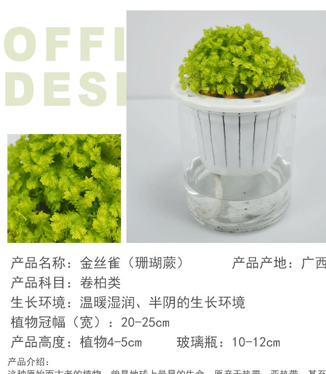 基地直供 室內綠植盆栽 水培盆玻璃瓶黑金剛金絲雀網紋草一件代發示例圖4