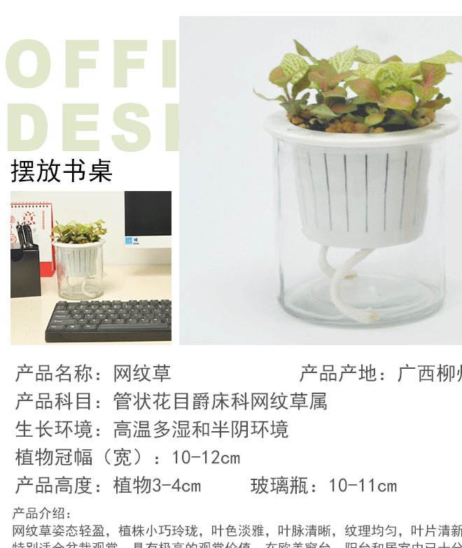 基地直供 室內綠植盆栽 水培盆玻璃瓶黑金剛金絲雀網紋草一件代發示例圖5