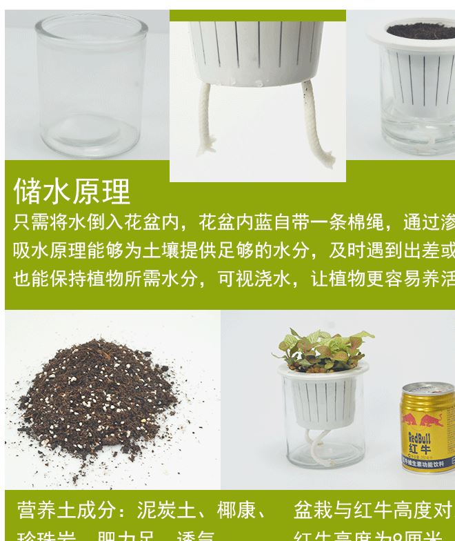 基地直供 室內綠植盆栽 水培盆玻璃瓶黑金剛金絲雀網紋草一件代發示例圖6