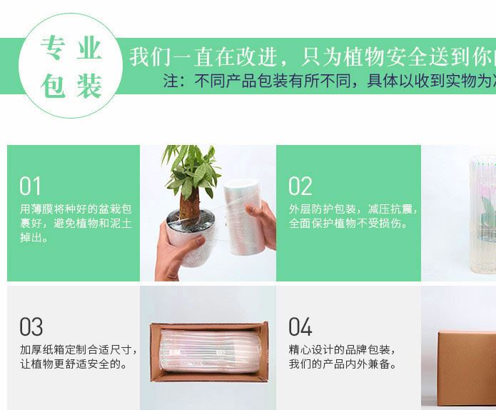 基地直供 室內綠植盆栽 水培盆玻璃瓶黑金剛金絲雀網紋草一件代發示例圖11
