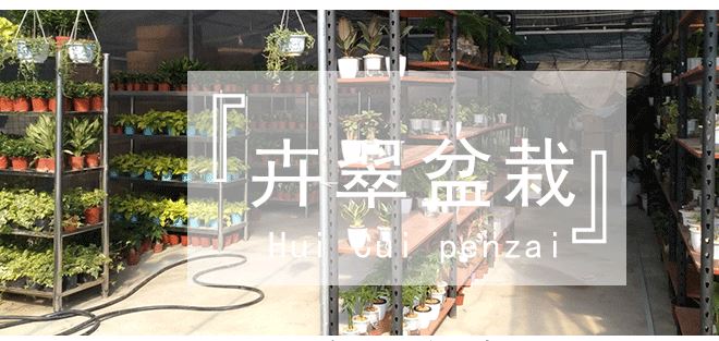 基地直供 室內綠植盆栽 水培盆玻璃瓶黑金剛金絲雀網紋草一件代發示例圖12