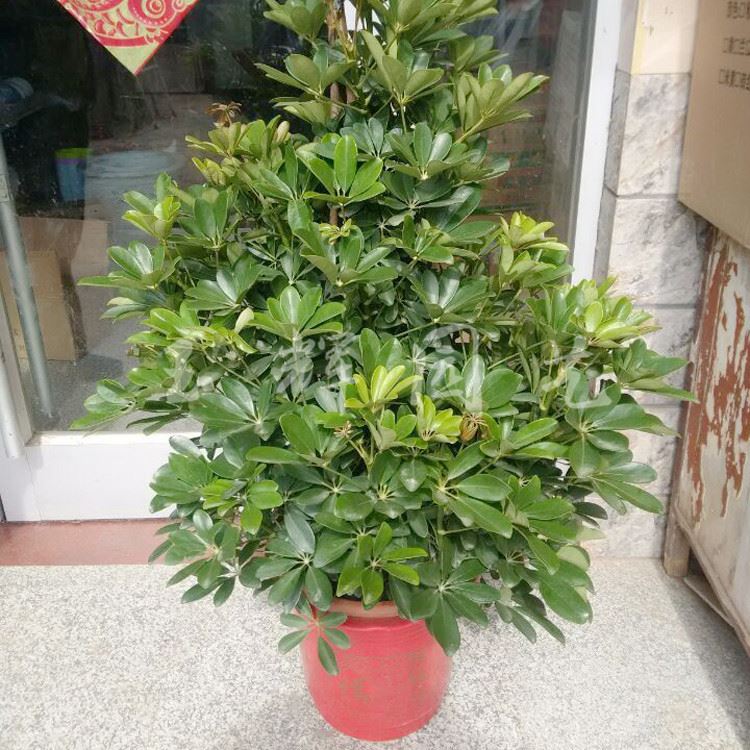 廠家低價批發(fā)室內(nèi)綠植盆栽 八方來財 鴨掌木盆栽 鴨腳木 凈化空氣示例圖7