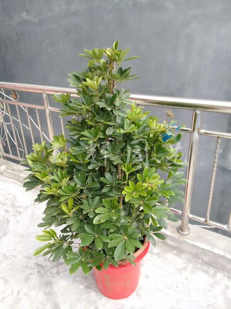 廠家低價批發(fā)室內(nèi)綠植盆栽 八方來財 鴨掌木盆栽 鴨腳木 凈化空氣示例圖12