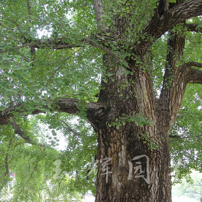 批發(fā)銀杏苗 銀杏小苗 銀杏樹(shù)苗 白果樹(shù)苗綠化苗 品種正規(guī)格示例圖3