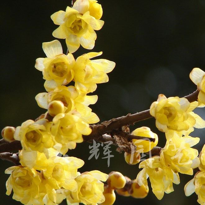 基地批發(fā)臘梅小苗 蠟梅 觀賞花卉 臘梅盆景 常年出售大量臘梅苗示例圖2