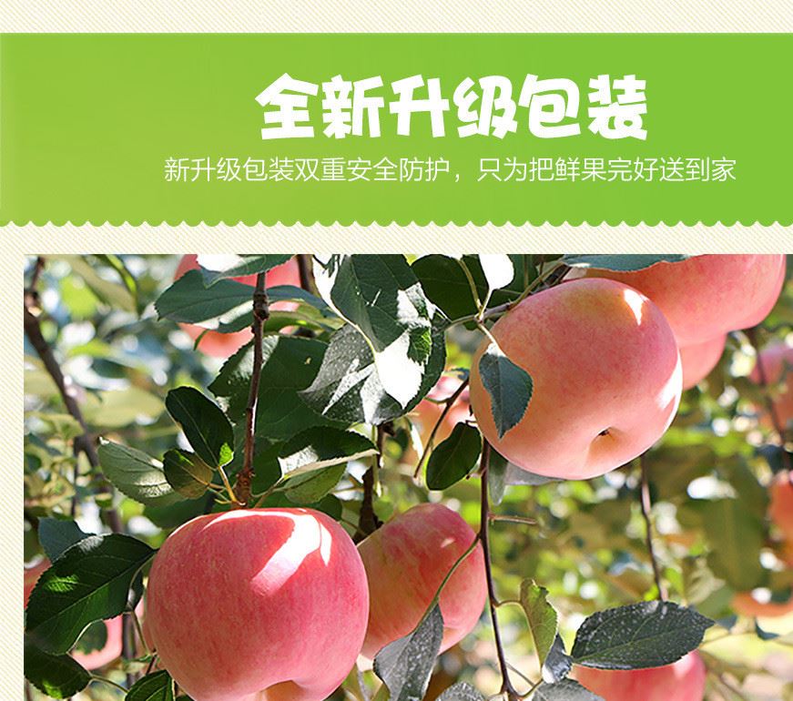 煙臺(tái)蘋(píng)果水果山東棲霞紅富士新鮮脆甜不打蠟特產(chǎn)孕婦水果80果5斤示例圖8