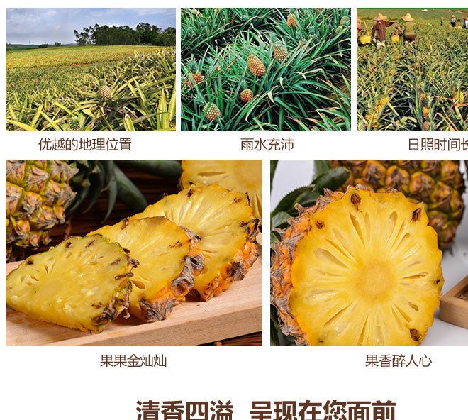 广西大菠萝新鲜水果 黄金凤梨 青菠萝 香水菠萝现摘8