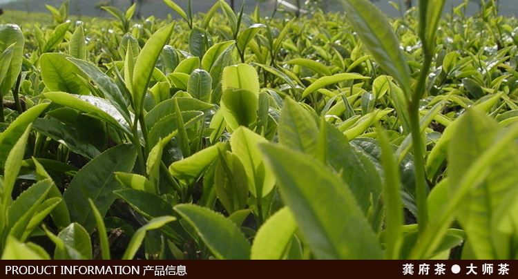 散裝茶葉批發(fā) 茶葉店貨源批發(fā) 各種茶葉批發(fā) 濃香型鐵觀音烏龍茶示例圖1