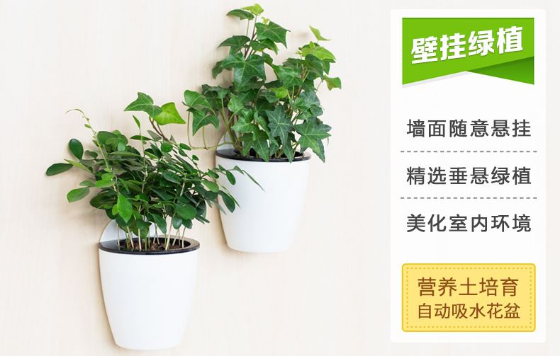 花卉綠植盆栽盆景常春藤梔子花文竹室內(nèi)客廳壁掛綠蘿吊蘭水培植物示例圖1