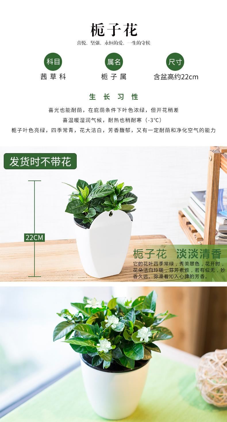 花卉綠植盆栽盆景常春藤梔子花文竹室內(nèi)客廳壁掛綠蘿吊蘭水培植物示例圖6