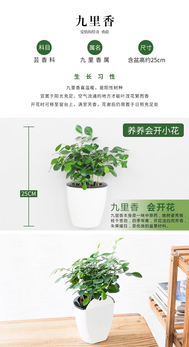 花卉綠植盆栽盆景常春藤梔子花文竹室內(nèi)客廳壁掛綠蘿吊蘭水培植物示例圖7