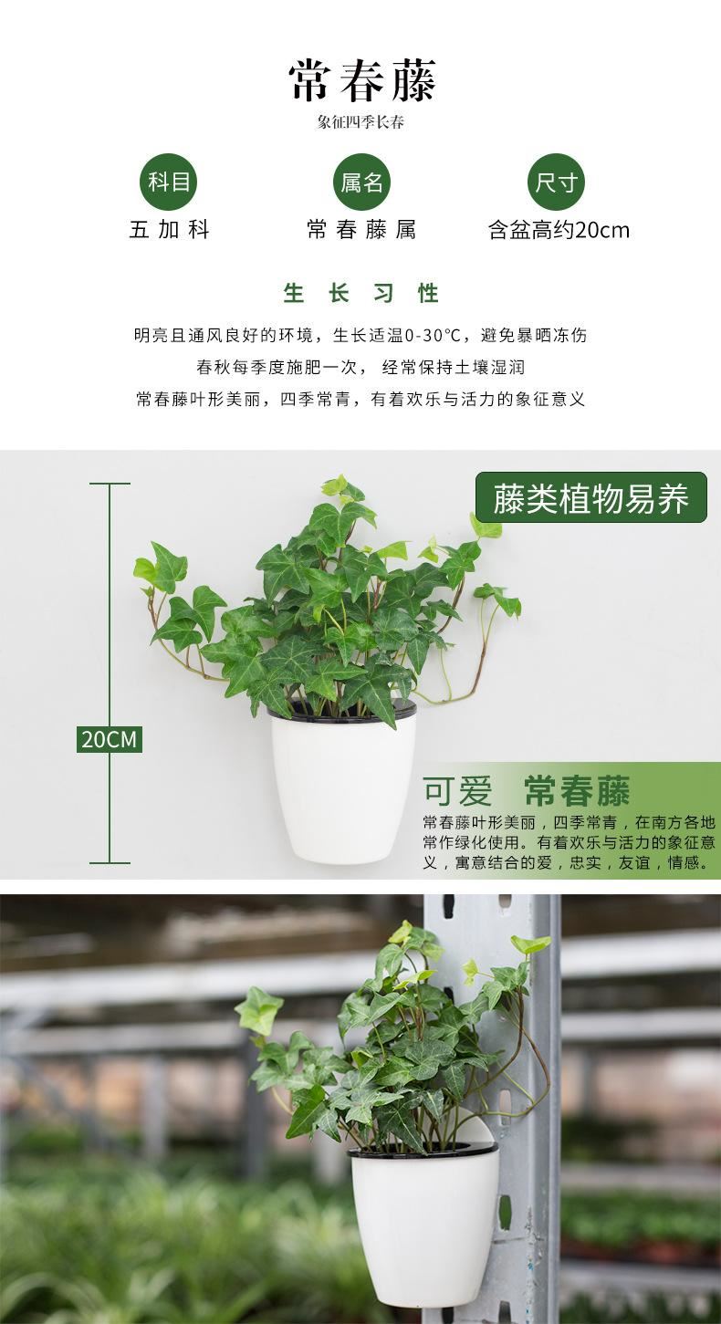 花卉綠植盆栽盆景常春藤梔子花文竹室內(nèi)客廳壁掛綠蘿吊蘭水培植物示例圖8