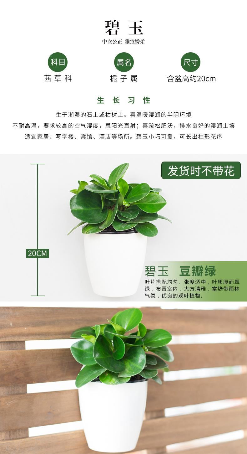 花卉綠植盆栽盆景常春藤梔子花文竹室內(nèi)客廳壁掛綠蘿吊蘭水培植物示例圖9