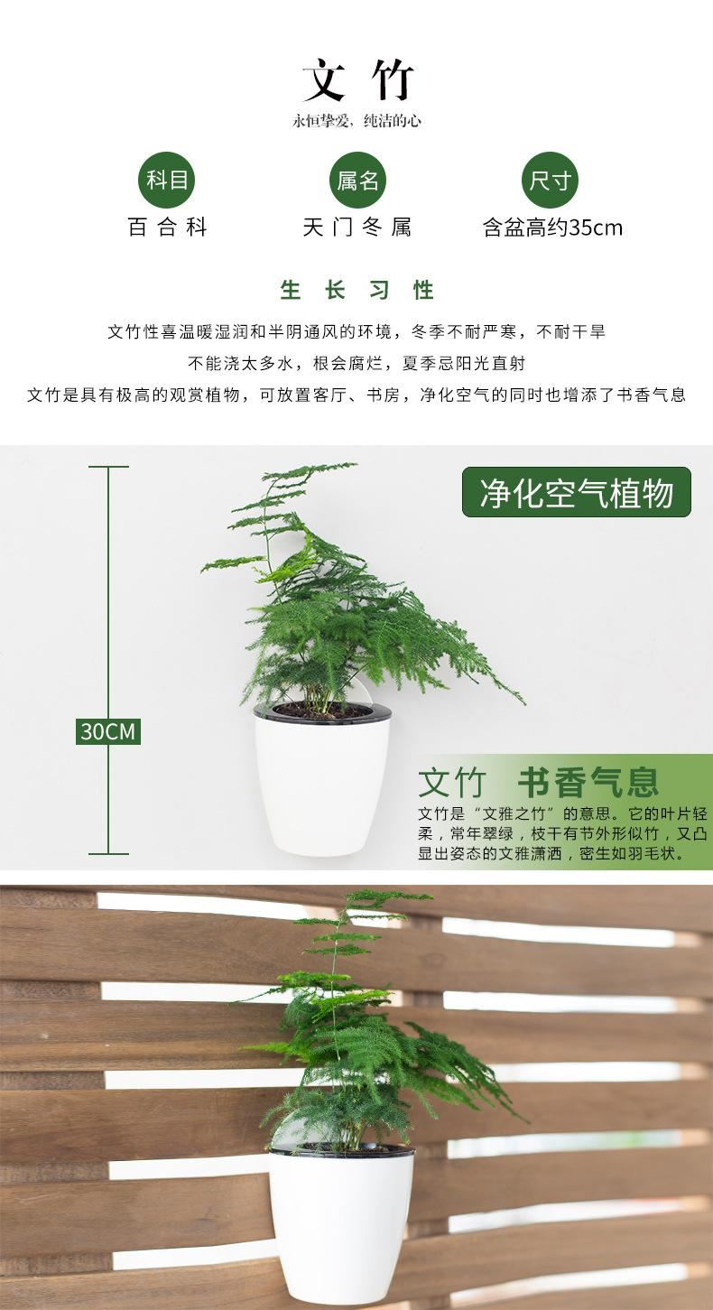 花卉綠植盆栽盆景常春藤梔子花文竹室內(nèi)客廳壁掛綠蘿吊蘭水培植物示例圖10