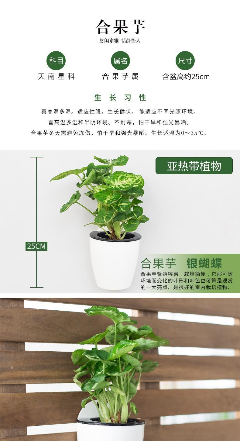 花卉綠植盆栽盆景常春藤梔子花文竹室內(nèi)客廳壁掛綠蘿吊蘭水培植物示例圖11