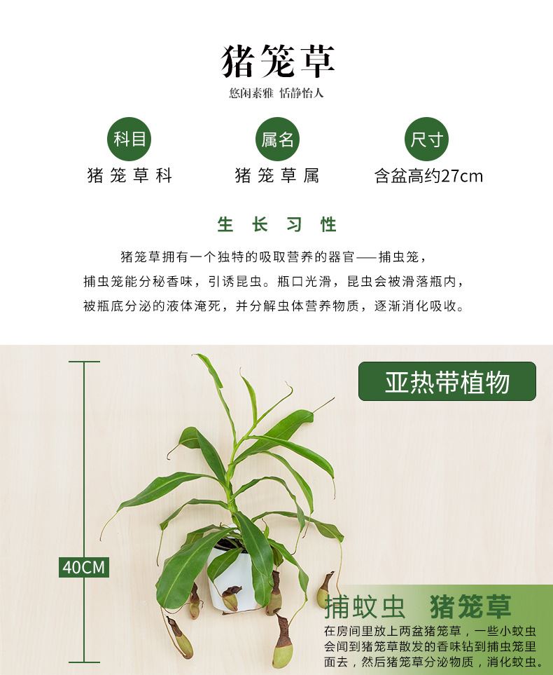 花卉綠植盆栽盆景常春藤梔子花文竹室內(nèi)客廳壁掛綠蘿吊蘭水培植物示例圖12