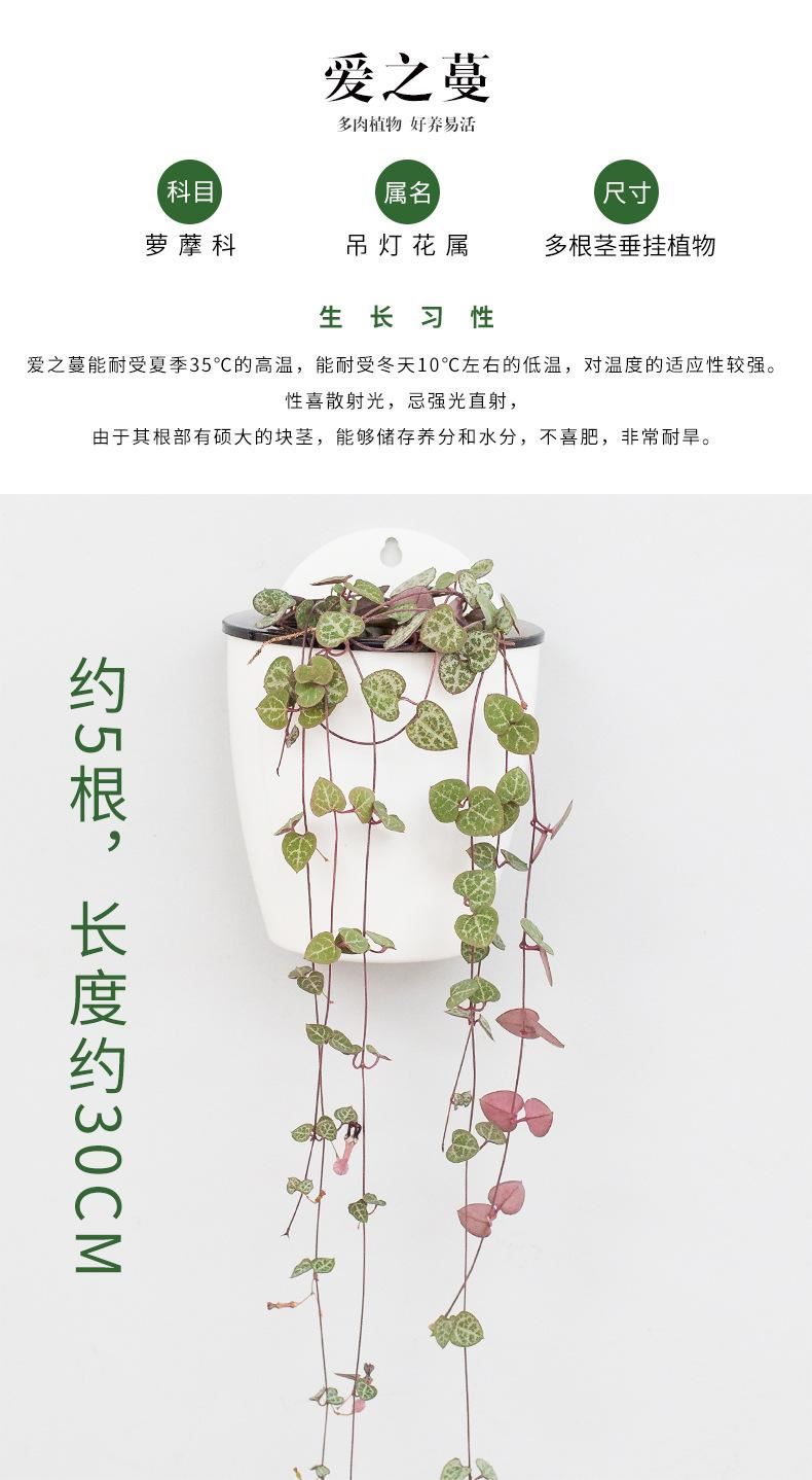 花卉綠植盆栽盆景常春藤梔子花文竹室內(nèi)客廳壁掛綠蘿吊蘭水培植物示例圖13