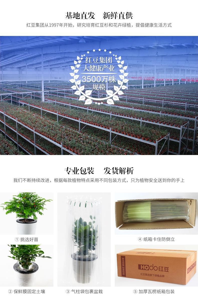 花卉綠植盆栽盆景常春藤梔子花文竹室內(nèi)客廳壁掛綠蘿吊蘭水培植物示例圖14