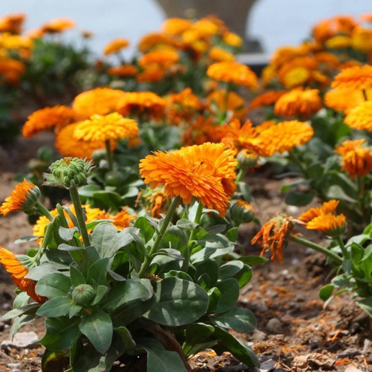 批發(fā) 草本花卉 金盞菊 觀賞植物 園藝花卉 易種示例圖9