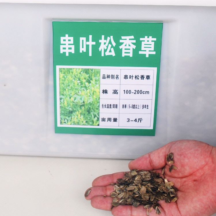 飼料 串葉松香草適合南北方牧草營(yíng)養(yǎng)成分豐富示例圖6