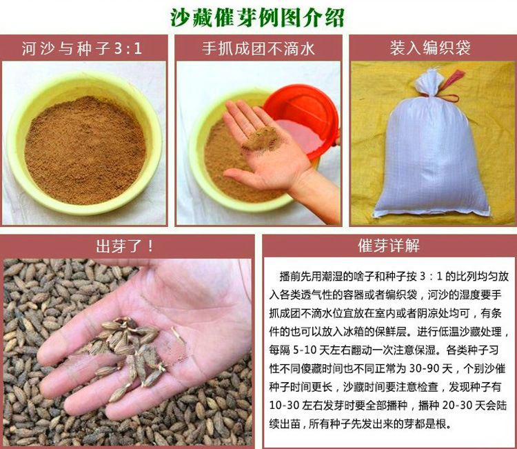 飼料 串葉松香草適合南北方牧草營(yíng)養(yǎng)成分豐富示例圖20