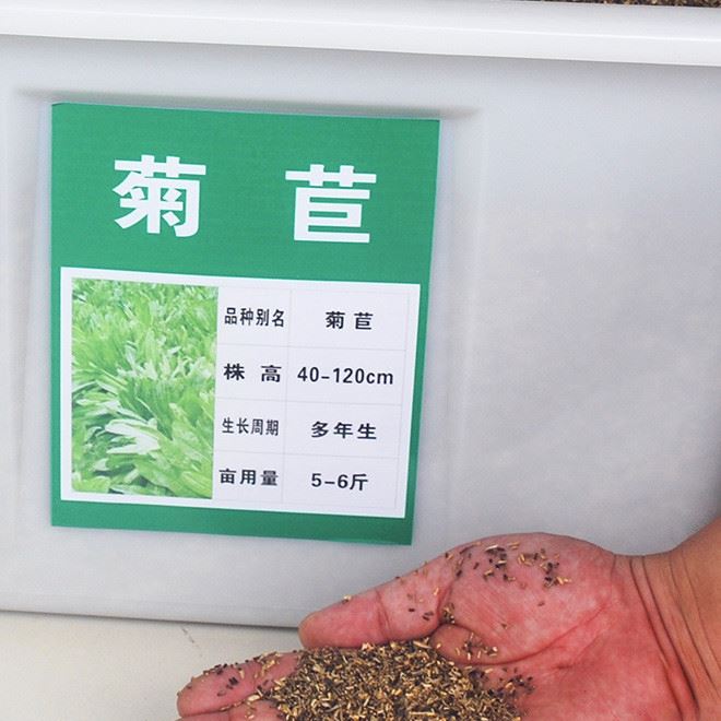 批發(fā)將軍菊苣種籽 牧草種籽 耐寒耐旱 雞鴨鵝豬牛羊喜食牧草示例圖9