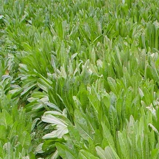 批發(fā)將軍菊苣種籽 牧草種籽 耐寒耐旱 雞鴨鵝豬牛羊喜食牧草示例圖11