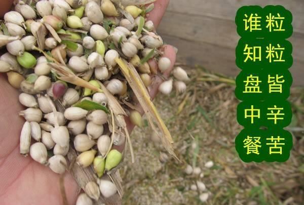 產(chǎn)地種植直銷 2016寧化新薏米 土特產(chǎn) 糯薏米 薏苡 苡米 米仁500g示例圖1