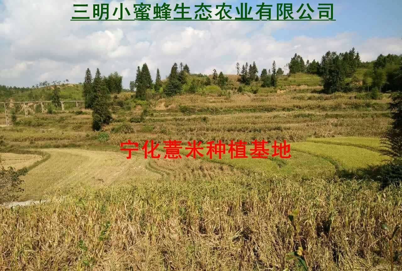 產(chǎn)地種植直銷 2016寧化新薏米 土特產(chǎn) 糯薏米 薏苡 苡米 米仁500g示例圖7