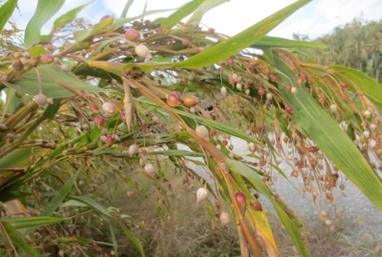 產(chǎn)地種植直銷 2016寧化新薏米 土特產(chǎn) 糯薏米 薏苡 苡米 米仁500g示例圖17