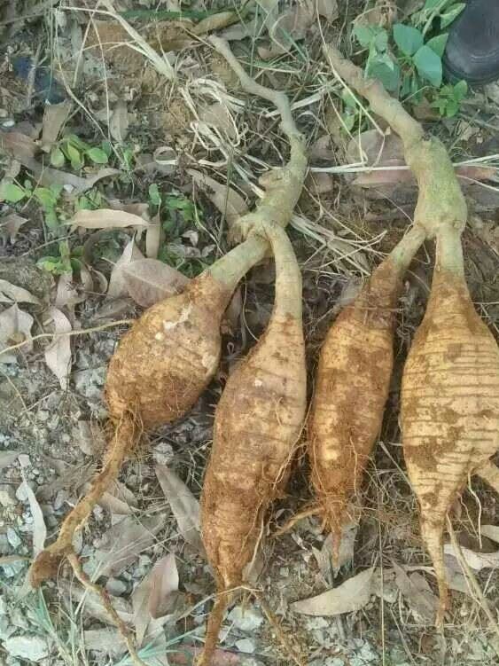 廠家直銷 生態(tài)葛根菜 葛粉 葛藥  葛面 葛茶低價(jià)批發(fā)示例圖2