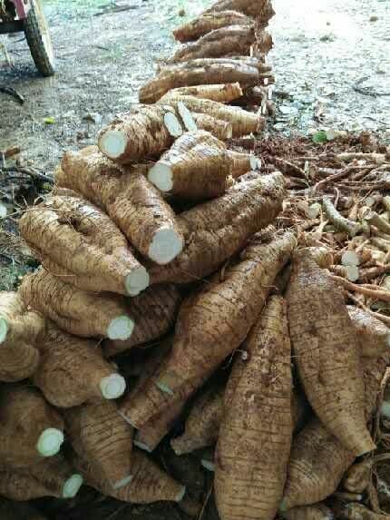 廠家直銷 生態(tài)葛根菜 葛粉 葛藥  葛面 葛茶低價(jià)批發(fā)示例圖6