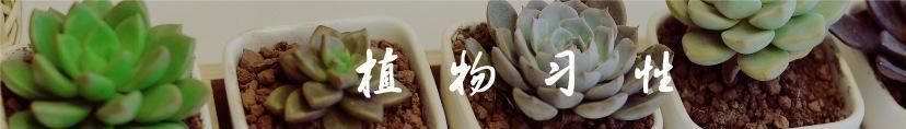 明宇迷你多肉陶瓷桌面斜邊四方型zakka盆栽花盆工廠直供批發(fā)示例圖1