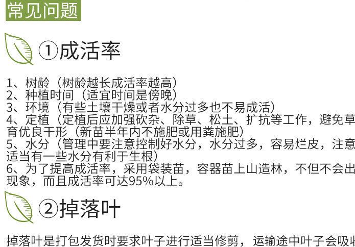 3公分美國紅楓樹苗 行道風景綠化苗 四季秋火焰小苗 盆栽嫁接植物示例圖50