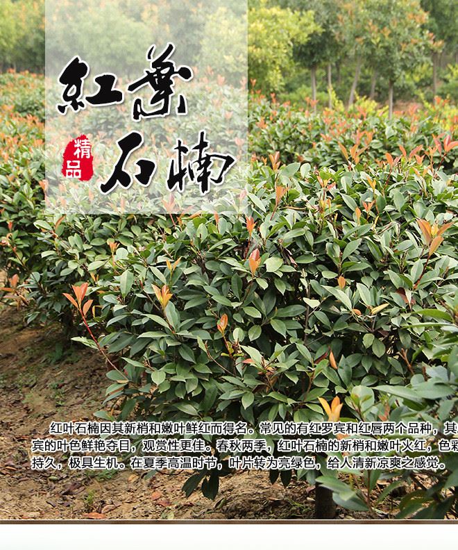 供應(yīng)各種苗木 種苗 基地直銷  紅葉石楠  量大優(yōu)惠  價(jià)格從優(yōu)示例圖1