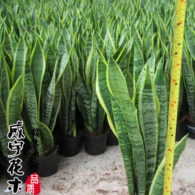 【】批发批发短叶虎皮兰 观叶植物 花卉绿植小盆栽